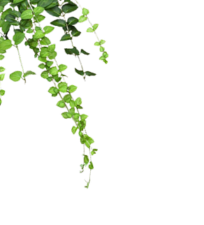 Plants decoration