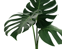 Plants decoration