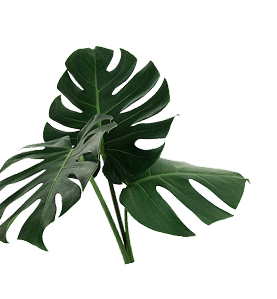 Plants decoration