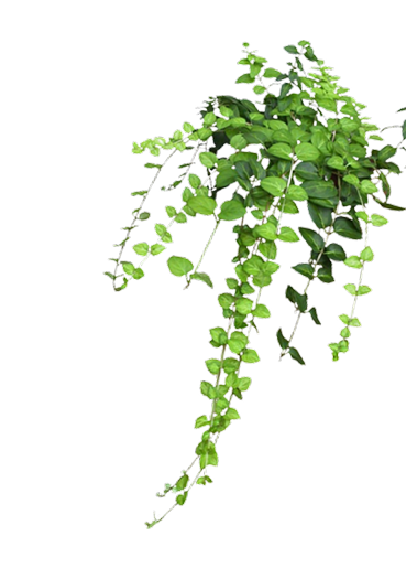 Plants decoration