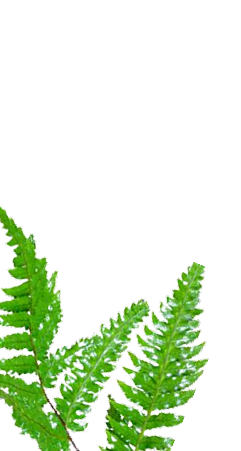 Plants decoration