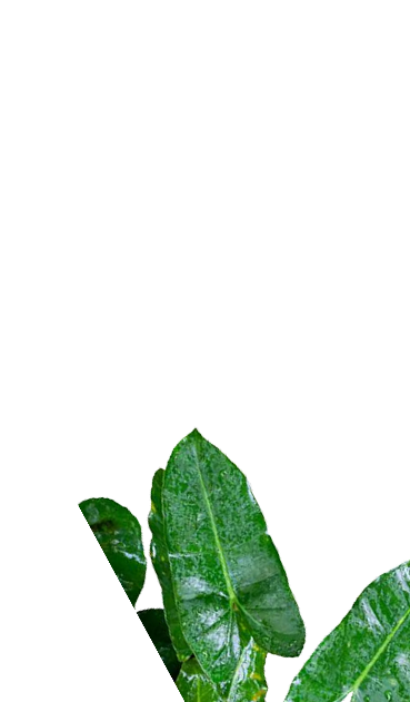 Plants decoration